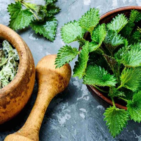 10 Easy Nettle Recipes You Don't Want To Miss - The Outdoor Apothecary