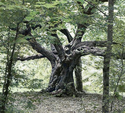 Chinese Chestnut Tree - Susan K Jones Fine Art Photography