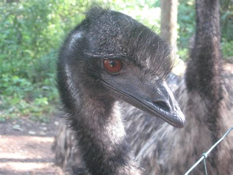 Sad Emu by BloodRose1993 on DeviantArt