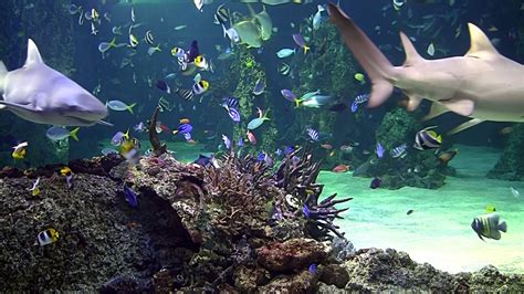 Aquarium Screensaver Free Download For Windows Aquarium live hd tv coral reef scenes with