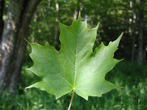 Sugar Maple (Acer saccharum) - Great Plains Nursery