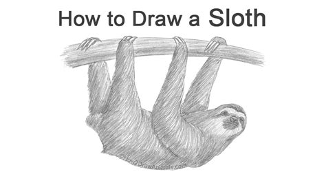 How to Draw a Sloth - YouTube