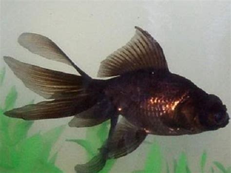 Goldfish Care - Types | Pictures | Diseases and Treatment: Blackmoor ...