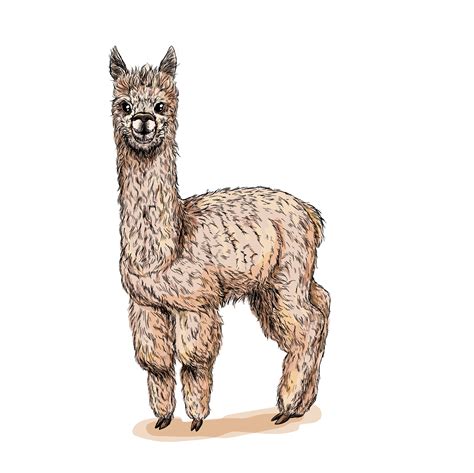 Cute standing alpaca, full color sketch, hand drawn vector illustration | Hand drawn vector ...