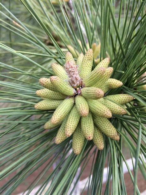 Longleaf Pine Cone