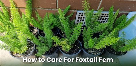 Foxtail Fern Care: How to Care For It Well? - EmbraceGardening