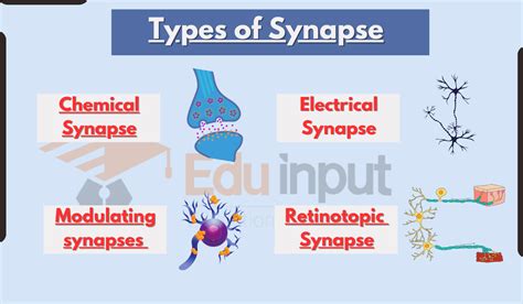 5 Types of Synapse-An Overview