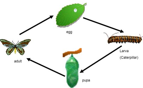 Metamorfosis Kupu-Kupu: Pengertian, Ciri, Proses, dan Perilaku (Tahap ...