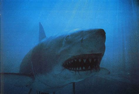 Jaws 2 Mechanical Shark | galleryhip.com - The Hippest Galleries!