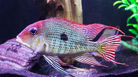 Geophagus redhead tapajos – Telegraph