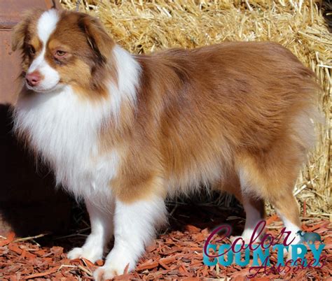 Just My Luck’s Red Tri Male | Color Country Aussies