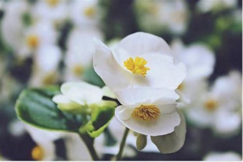 white flower - begonia flower » Jessica Paster