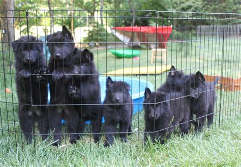 Belgian Sheepdog Puppies For Sale - AKC PuppyFinder