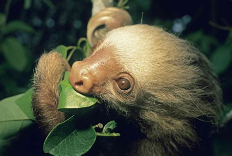 Why Sloths Are Endangered and What We Can Do