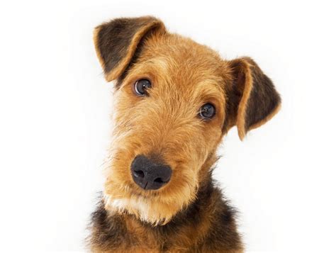 Airedale Terrier Dog Breed Overview and Photos | LoveToKnow