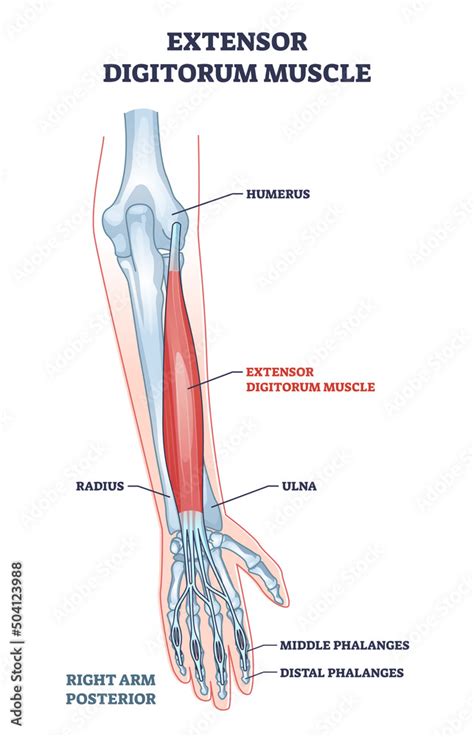 Vecteur Stock Extensor digitorum muscle with human arm posterior view bones xray outline diagram ...