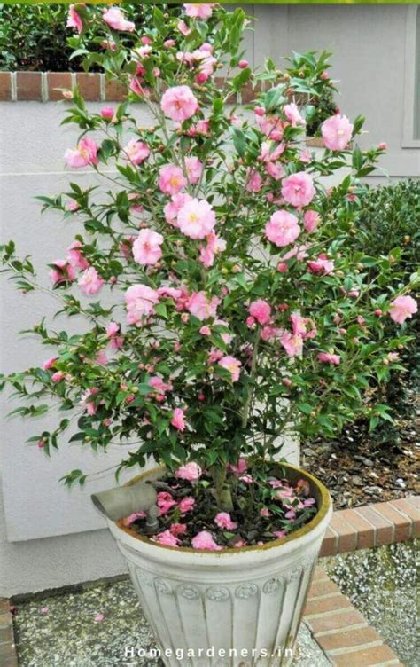 Amazing Camellia ideas for your garden – Care Information and Tips Potted Plants Outdoor ...