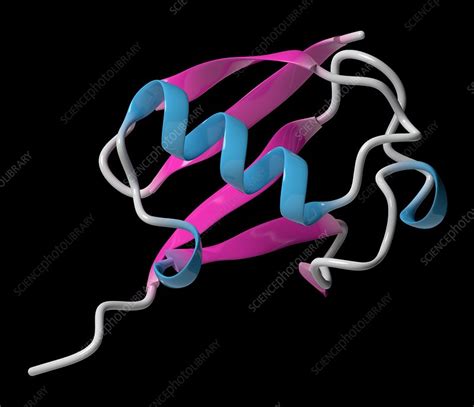 Ubiquitin molecule, illustration - Stock Image - F019/2435 - Science Photo Library