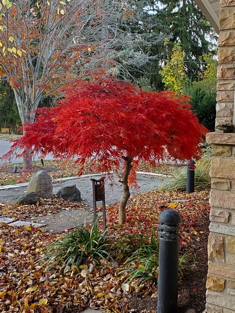 Dwarf Japanese Maple Tree