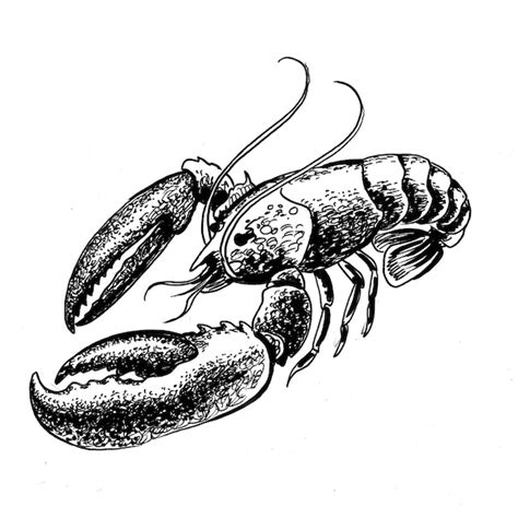 Premium Photo | Lobster seafood. ink black and white drawing