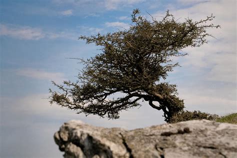 The windswept tree Photograph by Jason Jones - Fine Art America