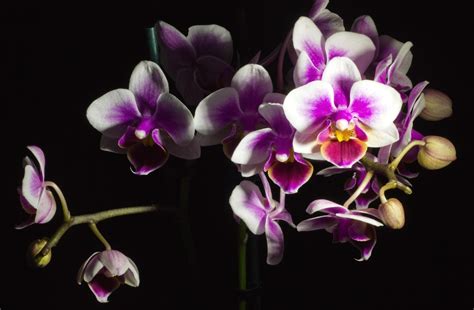 Black Orchid Wallpaper - WallpaperSafari