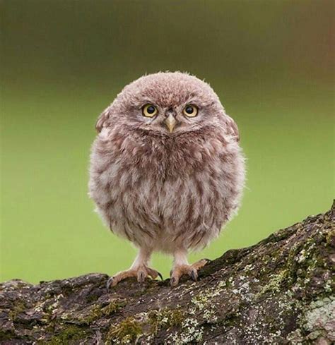 This little owlet is ready to face Monday http://ift.tt/2otrpi9 | Baby owls, Owl, Baby animals