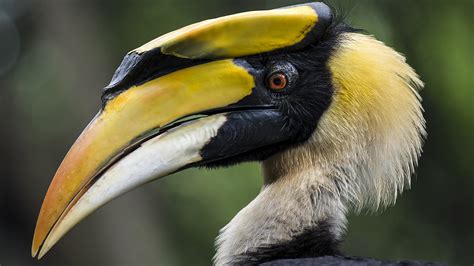 Toucan: 'Don't you dare calling me a hornbill!' - CGTN