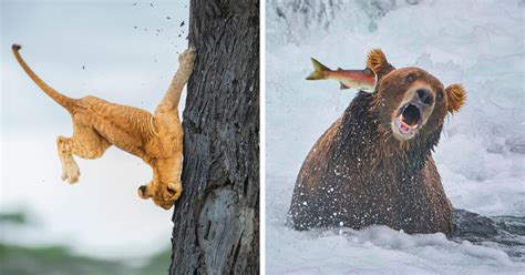 10 Winners From The Comedy Wildlife Photography Awards 2022 That Might ...