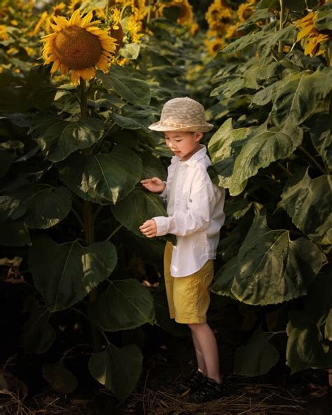 Sunflower mini Session in 2023 | A Little One Studio