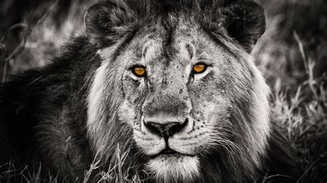 Black and White Lion Portrait 1920 x 1080 HDTV 1080p Wallpaper