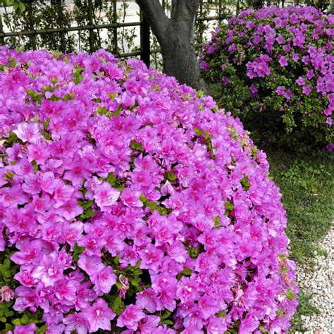 Azalea 'Poukhanense Compacta' U.S.D.A. Hardiness Zones 4-9 - 1pc ...