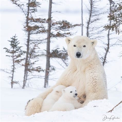 Polar bear mom with her cubs (photo by Daisy Gilardini) : r/hardcoreaww