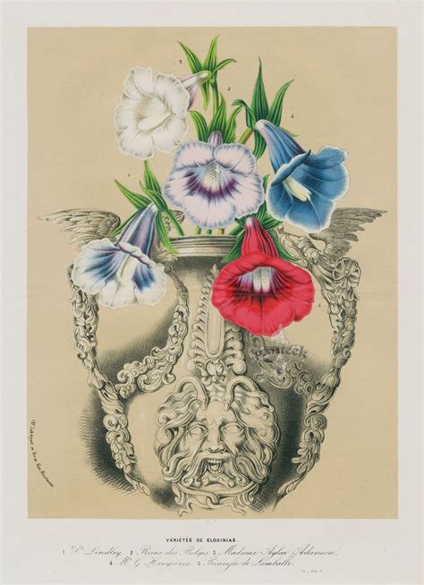 Gloxinia Varieties from Antique Flower Prints of Clematis, Gloxinia ...