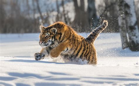 Siberian Tiger vs. Polar Bear: Who Wins in a Fight?