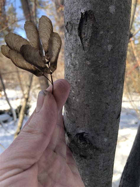 Is this is a Rocky Mountain Maple? : r/treeidentification