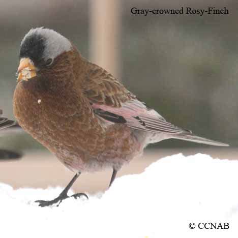 Gray-crowned Rosy-Finch (Leucosticte tephrocotis)