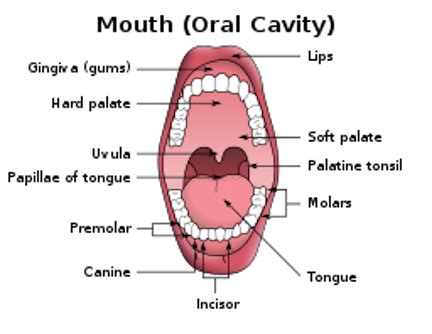 Anatomy Of The Inner Lips | Lipstutorial.org