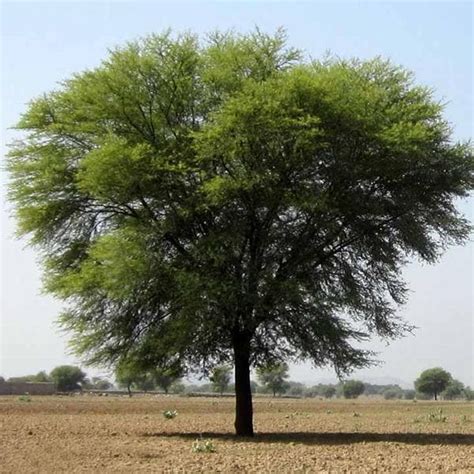 Buy Acacia Nilotica, Babul, Kikar ( 1 kg ) - Seeds online from Nurserylive at lowest price.