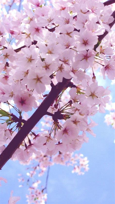 Aesthetic Cherry Blossoms Wallpapers - Top Free Aesthetic Cherry ...