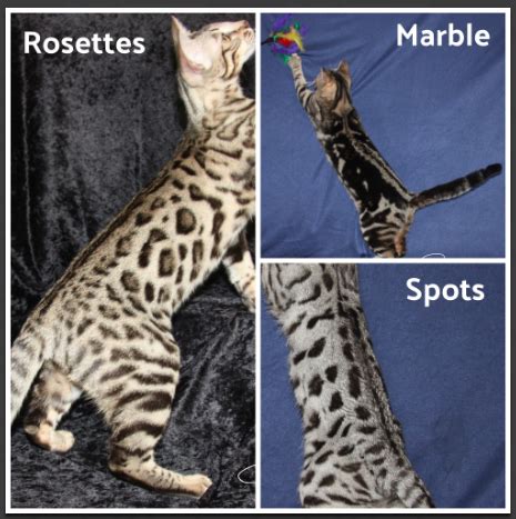 Bengal Cat Coat Patterns | Bengal cat, Cats, Cute cats