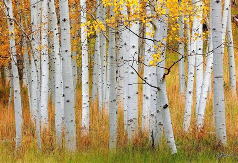 Aspen Tree or Birch? The Art Is In The Details | Aaron Reed