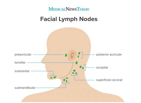 Understanding Lymph Nodes Behind the Ear: Functions, Swelling, and Tre