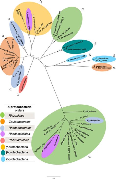 A novel way to synthesize pantothenate in bacteria involves β‐alanine synthase present in uracil ...