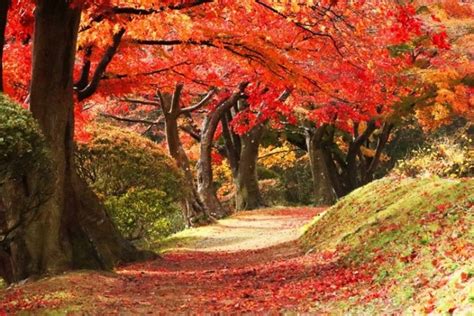 Seasonal News: Autumn Foliage Forecast | EN-SERVICE | Japan Weather Association