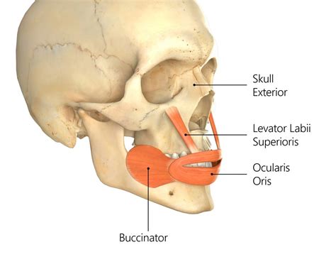 Levator labii superioris Muscle - Origin, Insertion, Function