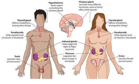 Endocrine System & Hormones Diagram | Quizlet