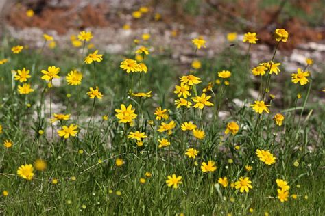 The Fun: texas wildflowers