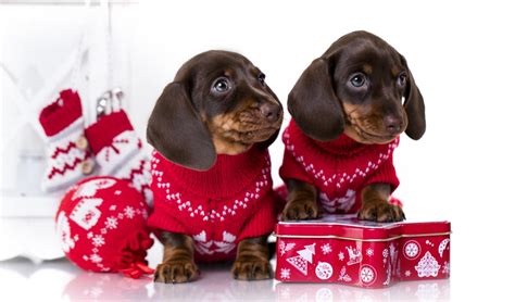 15 Fun Dog Christmas Sweater Choices for This Holiday Season