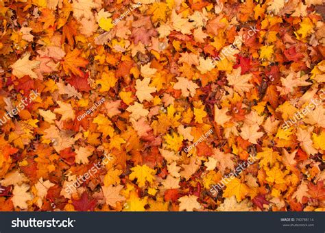 829,586 Yellow Maple Leaf Background Images, Stock Photos & Vectors | Shutterstock